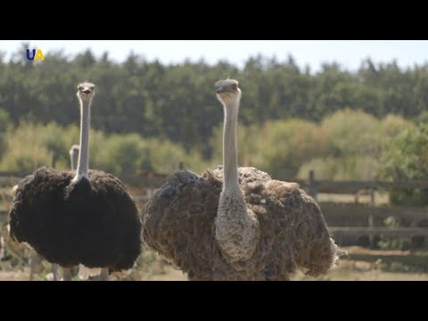 Видео: Страусы Днепропетровщины | Моя земля