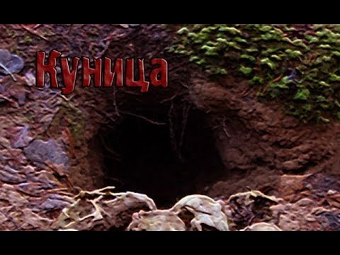 Видео: Страшные истории - Куница