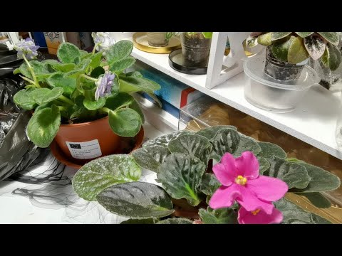Видео: Фиалка из магазина.Как пересадить после цветения?
