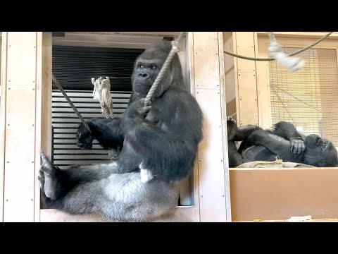 Видео: Шабани настороженно смотрит на Киёмасу, издающего громкие звуки вдалеке｜ Горилла