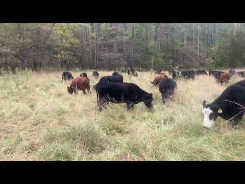 Видео: Простая правда о поколении бэби-бумеров и будущем сельского хозяйства