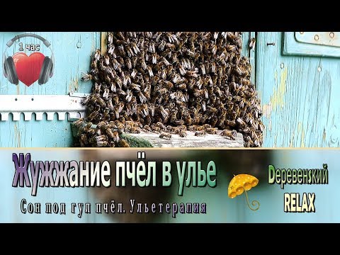 Видео: ЖУЖЖАНИЕ пчёл в улье. 1 час // @RATiANA