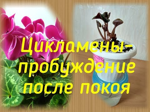 Видео: Цикламены -  пробуждение после периода покоя