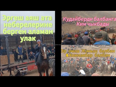 Видео: 19.11.23 Ноокатта чон аламан улак болду