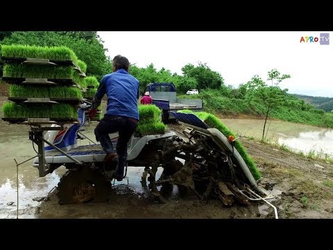Видео: Как японцы выращивают рис