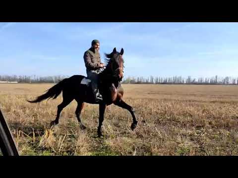 Видео: Американский рысак. Иноходец.Спирит впервые рядом с машиной