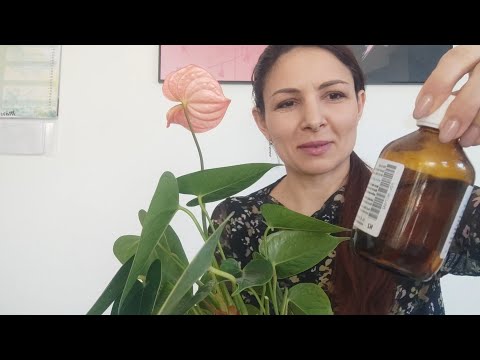 Видео: Как делить Антуриум? Как размножить Антуриум делением?