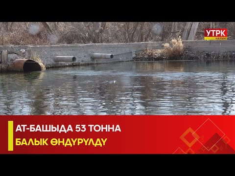Видео: УТРК НАРЫН: АТ-БАШЫДА 53 ТОННА БАЛЫК ӨНДҮРҮЛДҮ