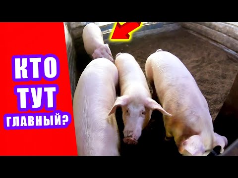 Видео: КАК 1 БОРОВ ТРОИХ ПРИСТРУНИЛ ► ВОЗДУШНЫЕ ШАРЫ над участком | проглистогонили свиней и поросят