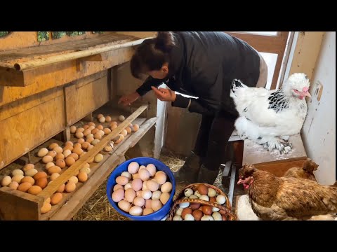 Видео: По СЕКРЕТУ Что ИНОГДА Кушают мои КУРЫ