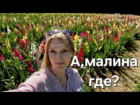Видео: Поехали за малиной,а вернулись с цветами и вином.