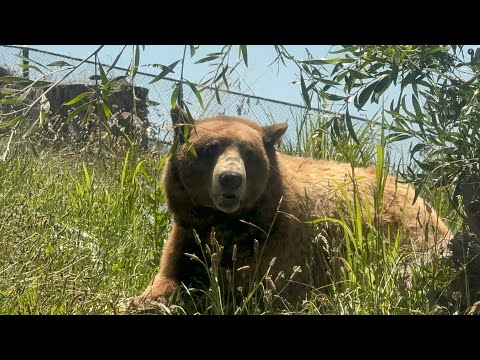 Видео: Зоопарк в Оакланде штат Калифорния. Боялись там плохой район🤪