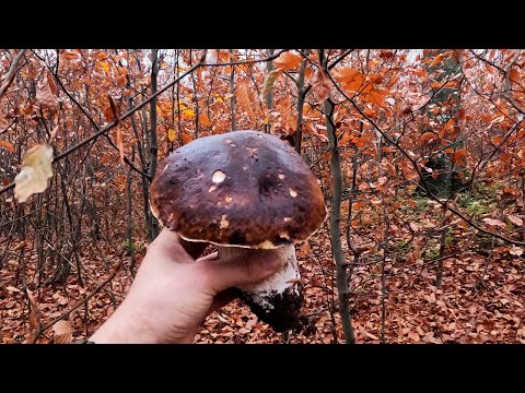 Видео: СТРАШЕННО ПІЗНІ БІЛІ ГРИБИ В ЛИСТОПАДІ ДОСІ МАССОВО ПРУТЬ