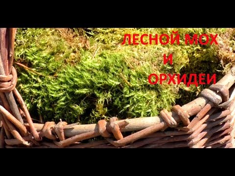 Видео: Лесной мох для орхидей.  Реакция растений.  Ответы на вопросы.