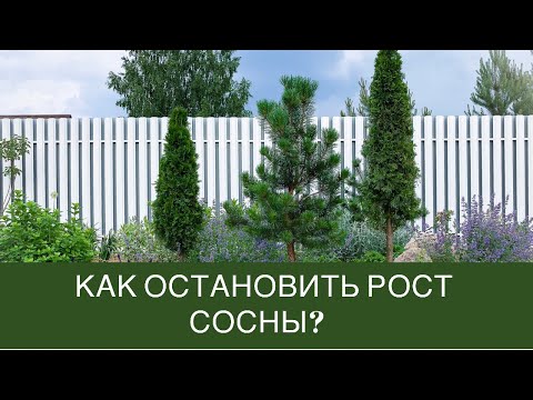 Видео: Как остановить рост сосны?