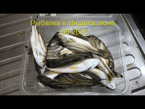 Видео: Рыбалка в Индии в июне 2025г