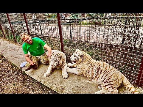 Видео: Эти белые тигры остаются контактными, но так и пытаются ПООХОТИТЬСЯ на тебя)))
