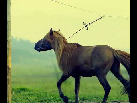 Видео: Адуу тамгалах ёс (Aduu tamgalah es) Гансүхийн_Хүү