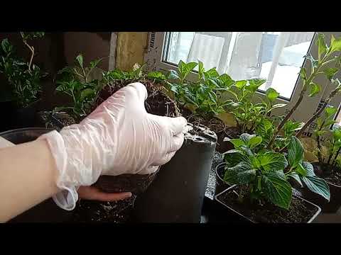 Видео: Что делать с крупнолистной гортензией в январе?!🙄🤔Проснулись почки😱