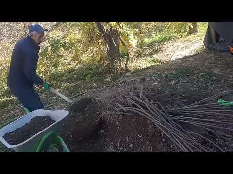 Видео: Күзүндө көчөт отургузуу.