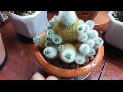 Видео: 19 февраля. Мои кактусы и сукуленты.