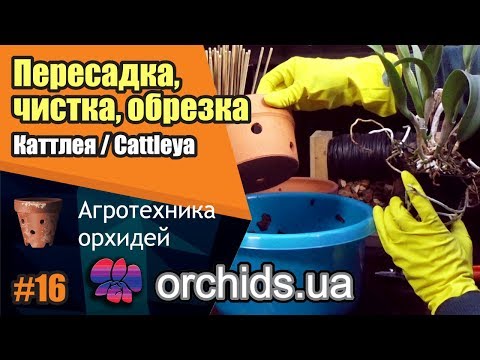 Видео: Пересадка, чистка, обрезка Каттлея / Cattleya