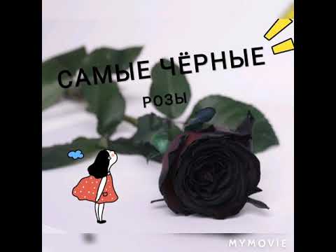Видео: Самые чёрные розы: Блэк баккара и Чёрная магия