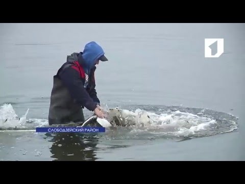 Видео: Молдавская ГРЭС провела компенсационное зарыбление Кучурганского лимана