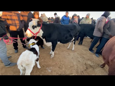 Видео: ОНА БОЛА КСИР ВА БУҒОЗ СИГИР НАРХЛАРИ БОҒОТ МОЛ БОЗОРИ САВДОЛАР ОЛАМИ 05.11.2025