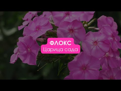 Видео: Флоксы / Царица сада. Сезон 2 #флоксы
