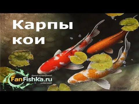 Видео: КАРПЫ КОИ содержание в пруду и аквариуме. Офигенный фильм!