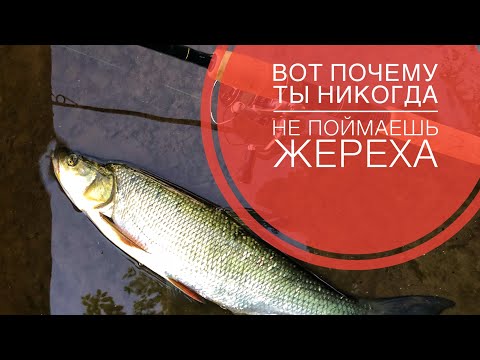 Видео: ВОТ ПОЧЕМУ ТЫ НИКОГДА НЕ ПОЙМАЕШЬ ЖЕРЕХА | ОСНОВНЫЕ ОШИБКИ