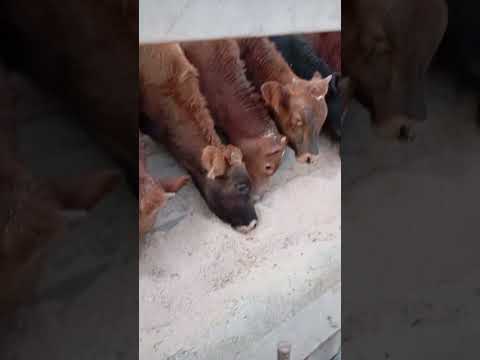 Видео: КАК Я ГОТОВЛЮ К ОТКОРМУ  МАЛЕНЬКИХ ТЕЛЯТ, РАЦИОН. ЧЕМ КОМЛЮ .