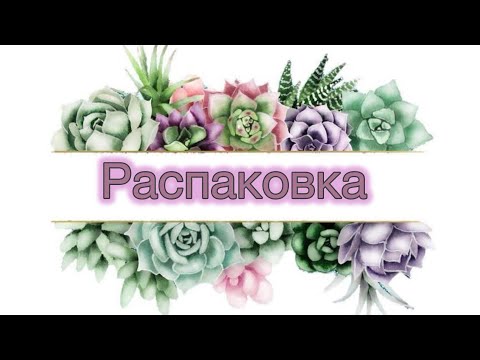 Видео: Суккуленты. Очередная посылочка #echeveria #succulent 