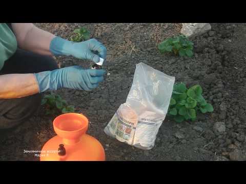 Видео: ПЕРВАЯ ОБРАБОТКА КЛУБНИКИ  ВЕСНОЙ  ПРОТИВ ВРЕДИТЕЛЕЙ