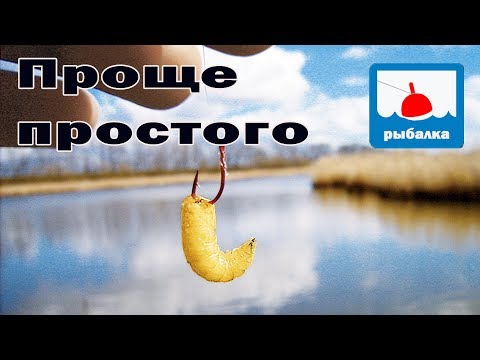 Видео: Разведение опарыша в домашних условиях , самый простой способ