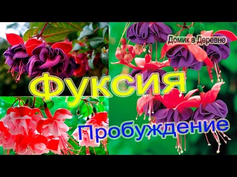 Видео: ФУКСИЯ. Пробуждение от сна!!!