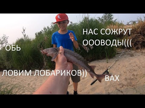 Видео: Рыбалка на Оби,Вахе, ловим осетра, стерлядь, язя на донки-закидушки.