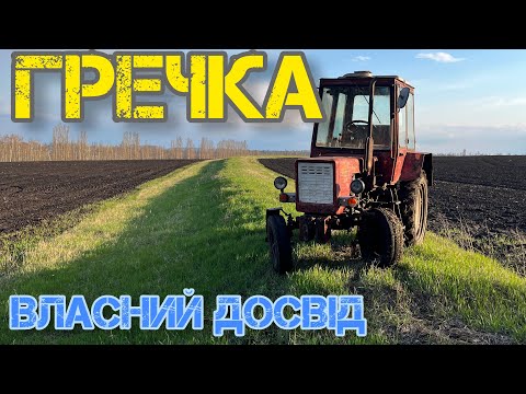 Видео: Вирощування гречки по етапно на власному досвіді