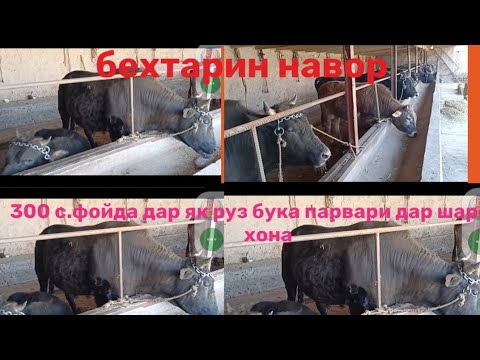 Видео: 300.С ДАР ЯК РУЗ БУКА ПАРВАРИ ДАР ШАРОИТИ ХОНА