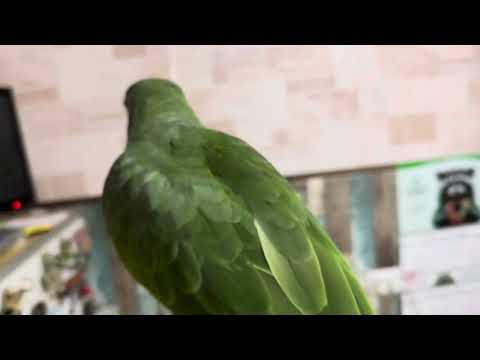 Видео: Амазон вечер на балконе