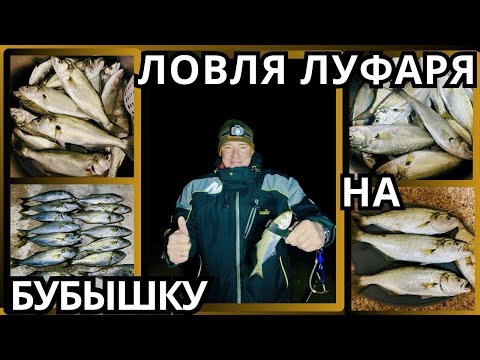 Видео: Как поймать луфаря на бубышку.