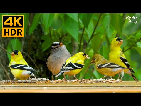 Видео: кошка тв 😺🐤 Золотые птицы и милые белки ❤️ 8 часов (4K HDR)