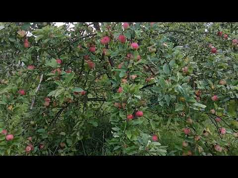 Видео: Яблоня Мантет и Груша Чижовская