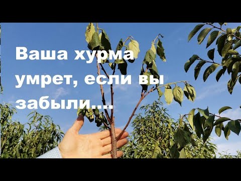 Видео: Почему умирает ваша  хурма.