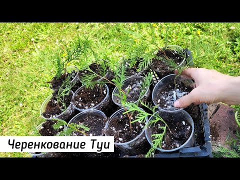 Видео: Черенкование Туи Летом/ Простой способ размножения/ 2 варианта выращивания черенков