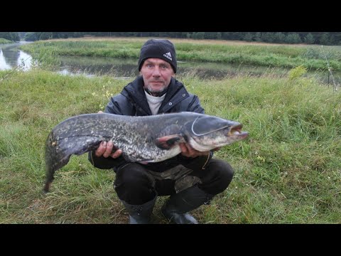 Видео: Ловля сома на купалле. Усатый сломал спиннинг.