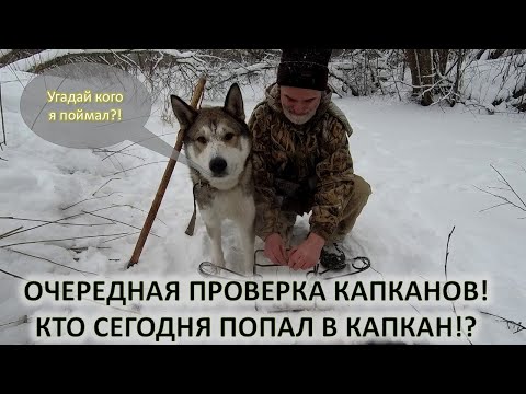 Видео: Охота на бобра . Очередная проверка капканов и опять добыча.