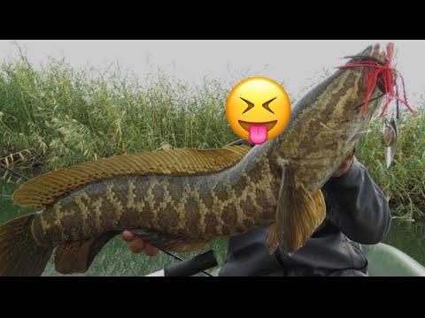 Видео: Илонбош Ови 3 . Охота на змееголова 3 .