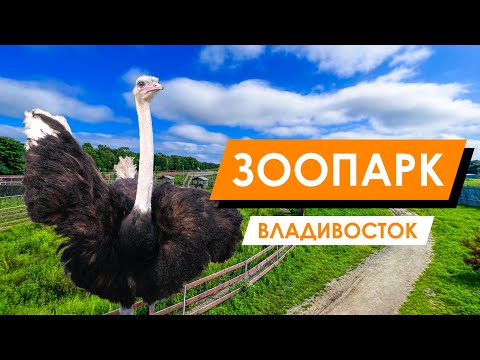 Видео: Владивосток |  Зоопарк "Белый лев" 🦁